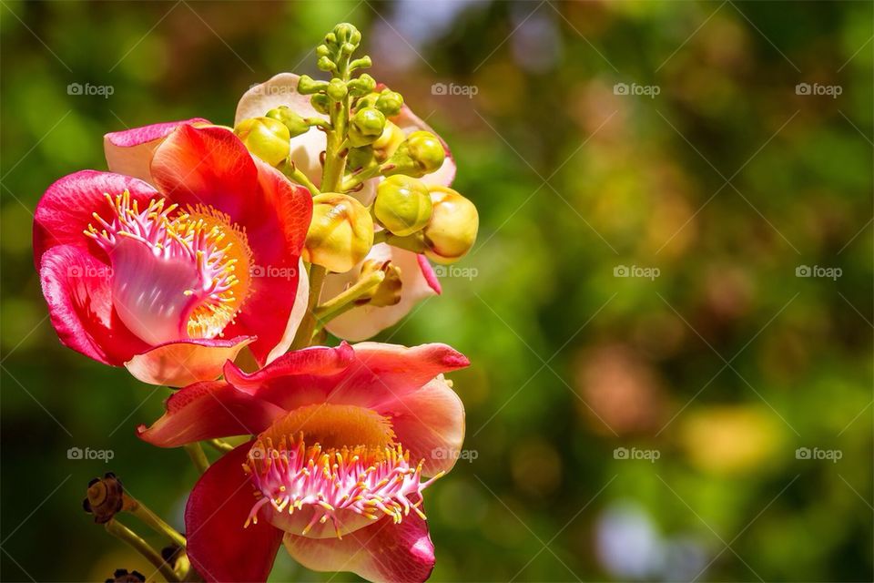 Cannonball flower