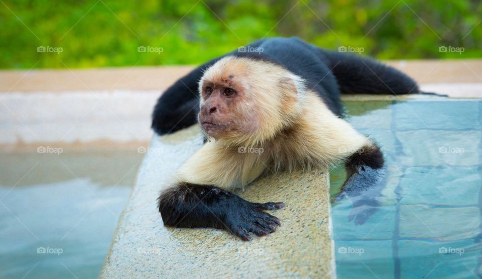 Pool monkey 2