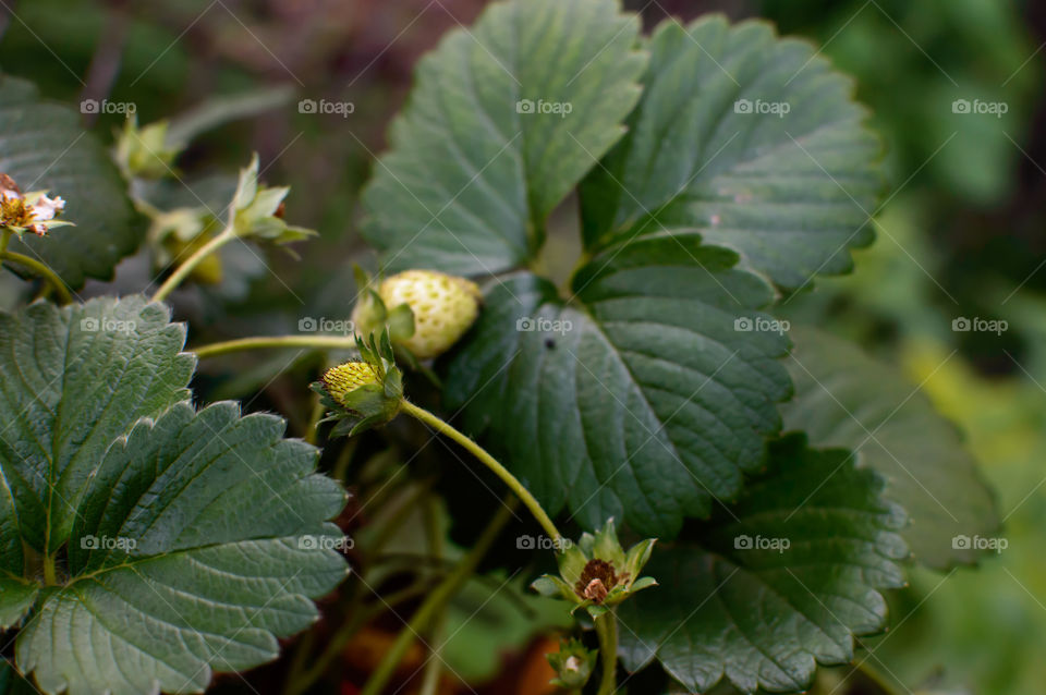 Unripe Strawberries growing on plant with flower buds conceptual growing food and sustainable gardening photography 