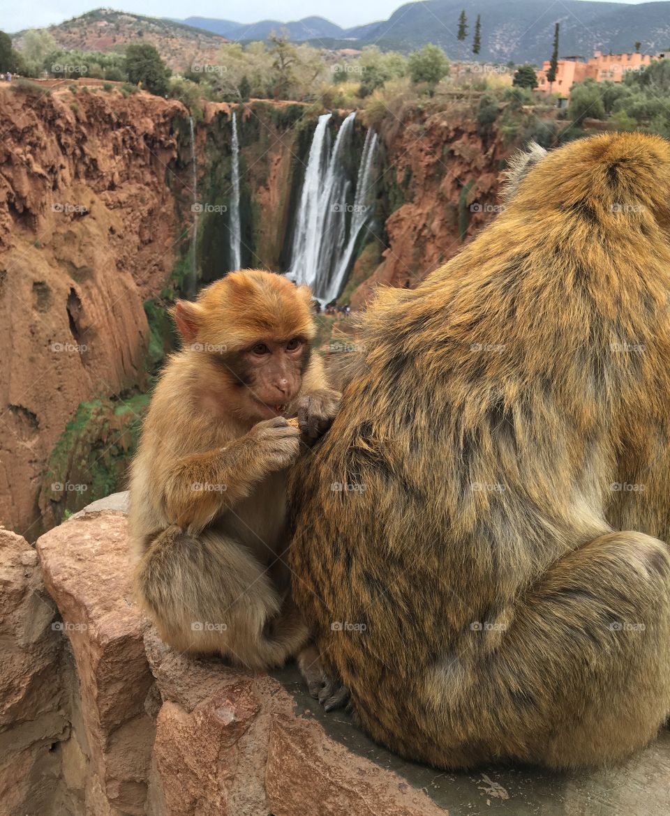 Mammal, No Person, Wildlife, Two, Fur