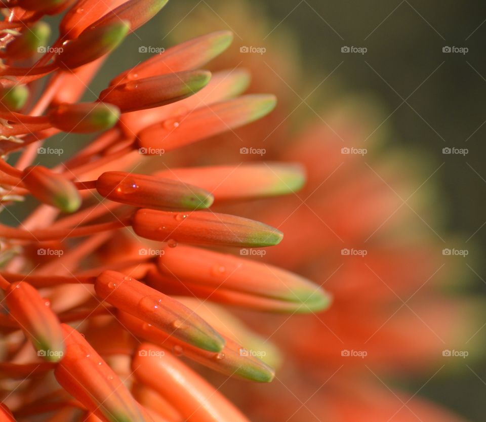 Red flower in Madeira garden