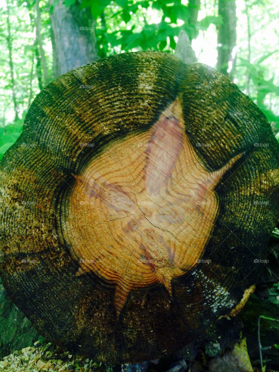 Growth Rings