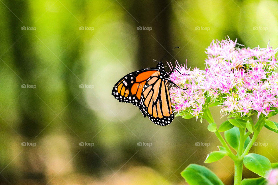 monarch on flower
