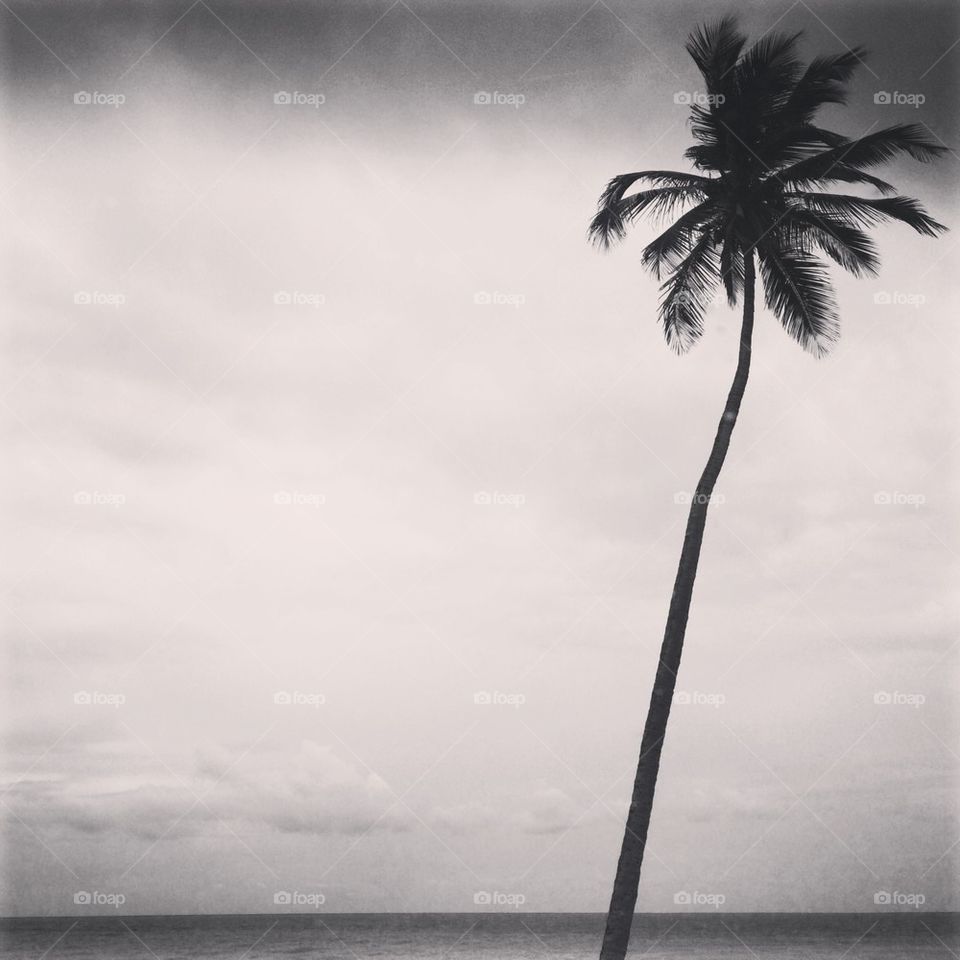 Black and white palm tree