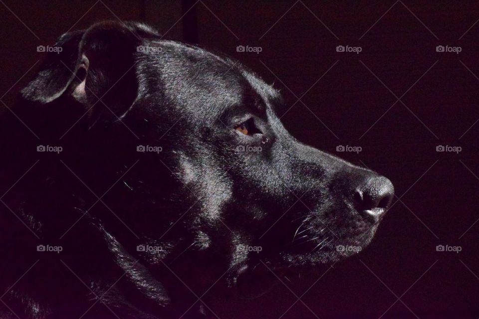 Black dog profile, American Staffordshire Terrier/ German Shepard mix
