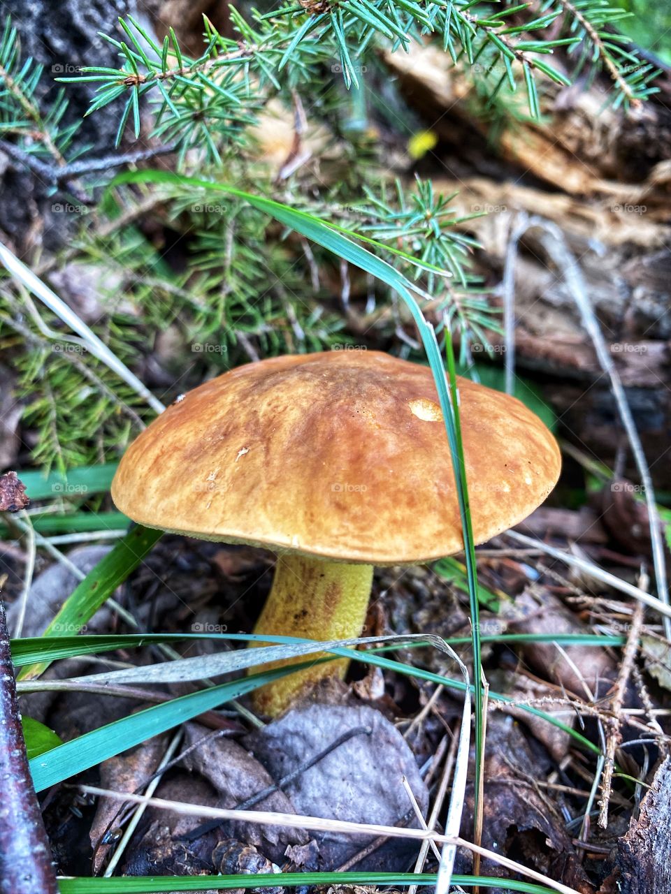 Mushroom 