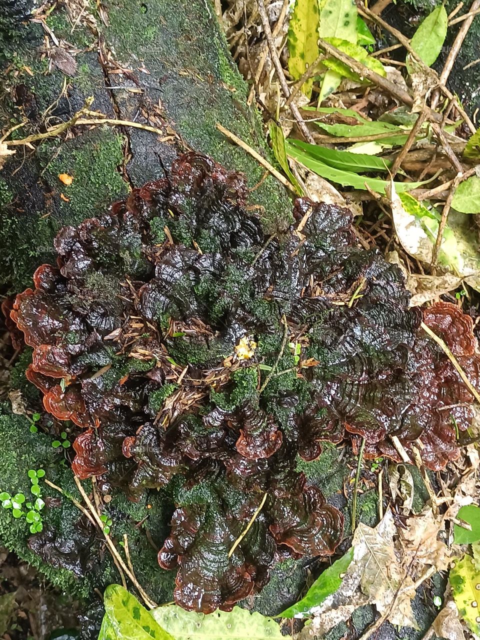 interesting find in NZ