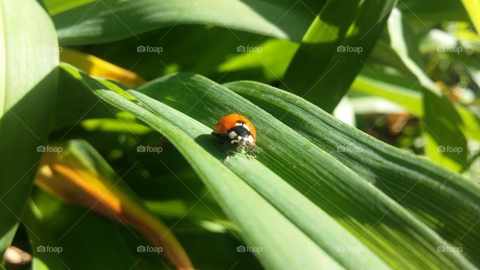 ladybirds close-ups