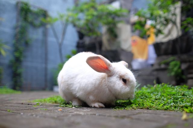 cute rabbit