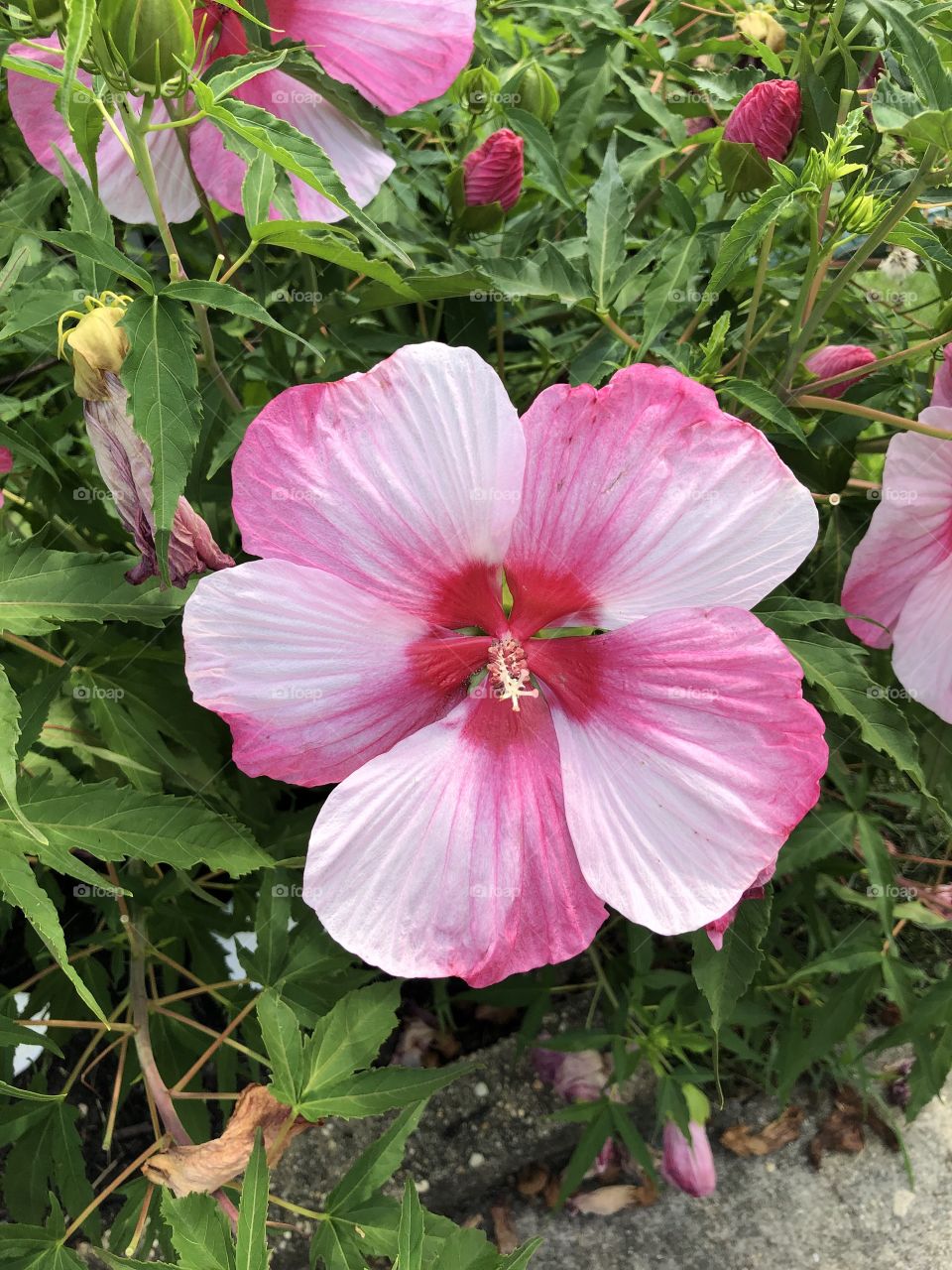 A beautiful, pink hibiscus flower.