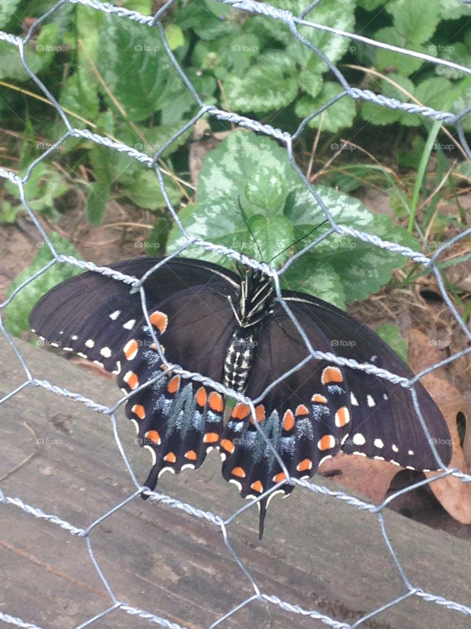 Butterfly bliss