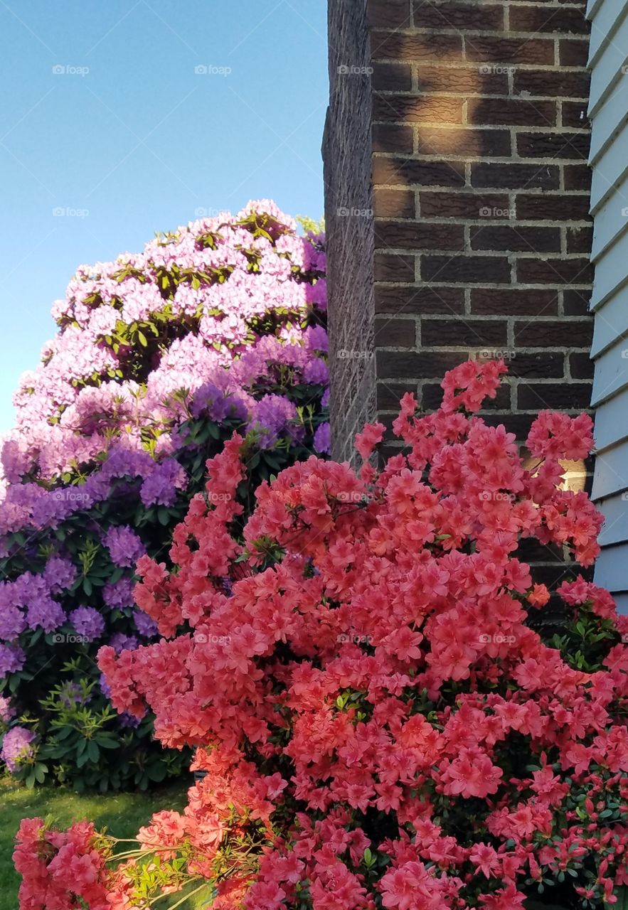 Red Azalea bush and Rhododendron bush with sunlight