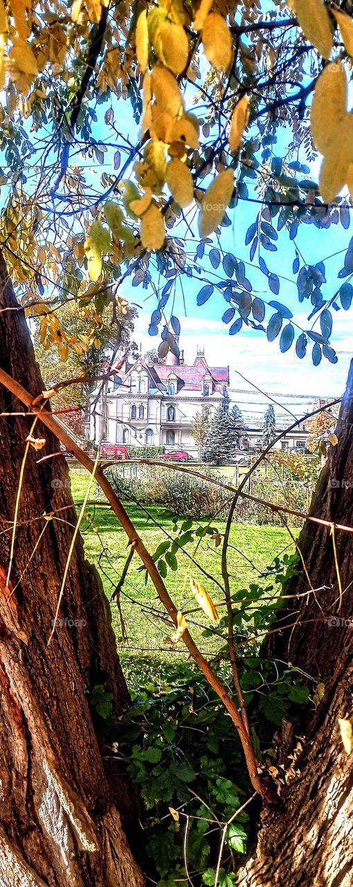 Mansion Through the Trees