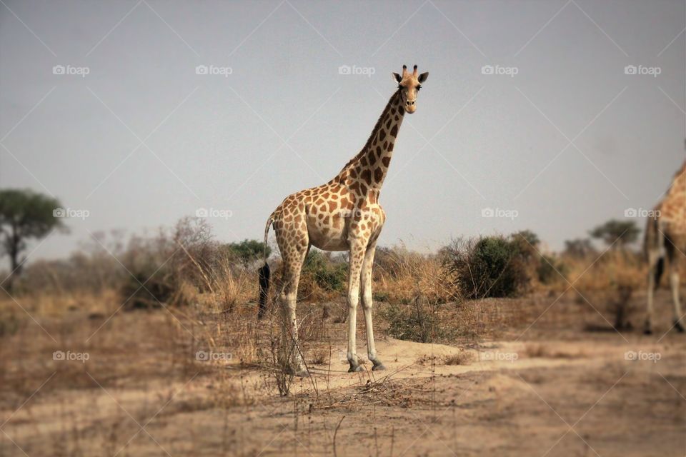 A giraffe in Waza National Park 
