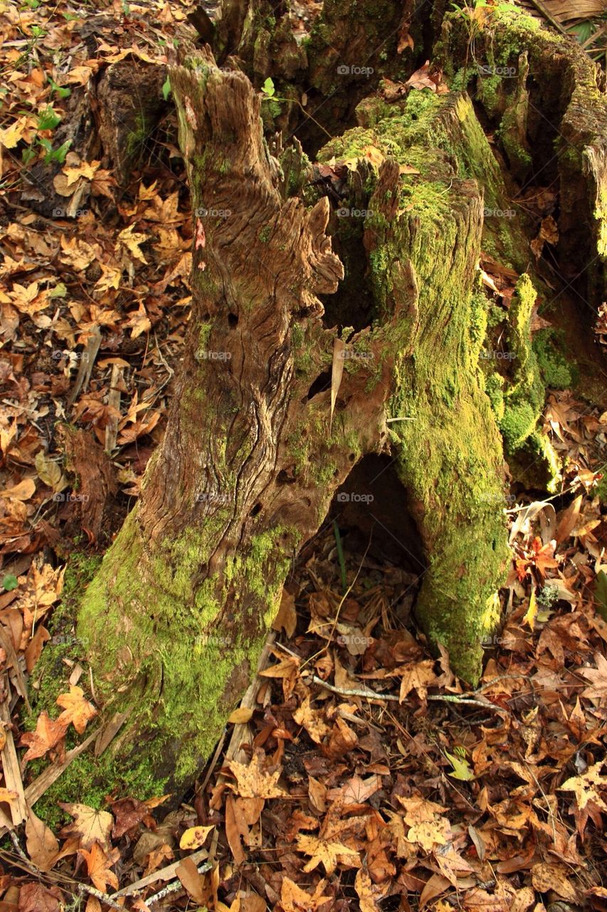 Rotten tree with moss