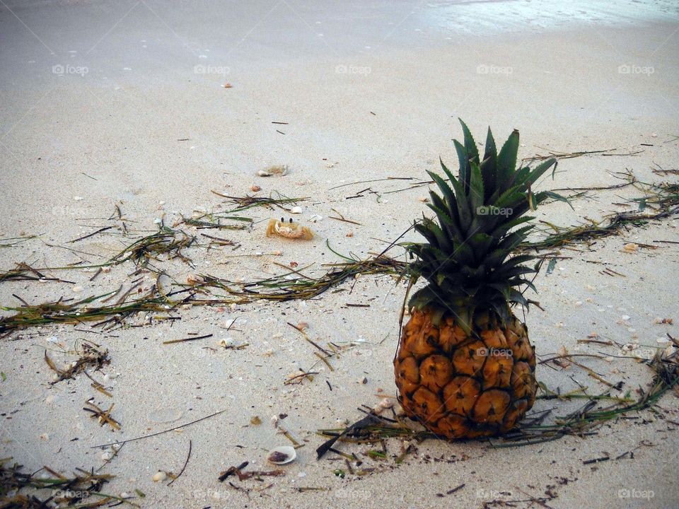 Pineapple on a shore