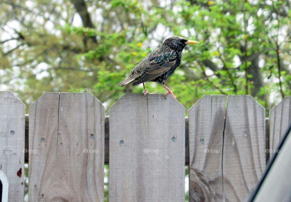 Feathered friend