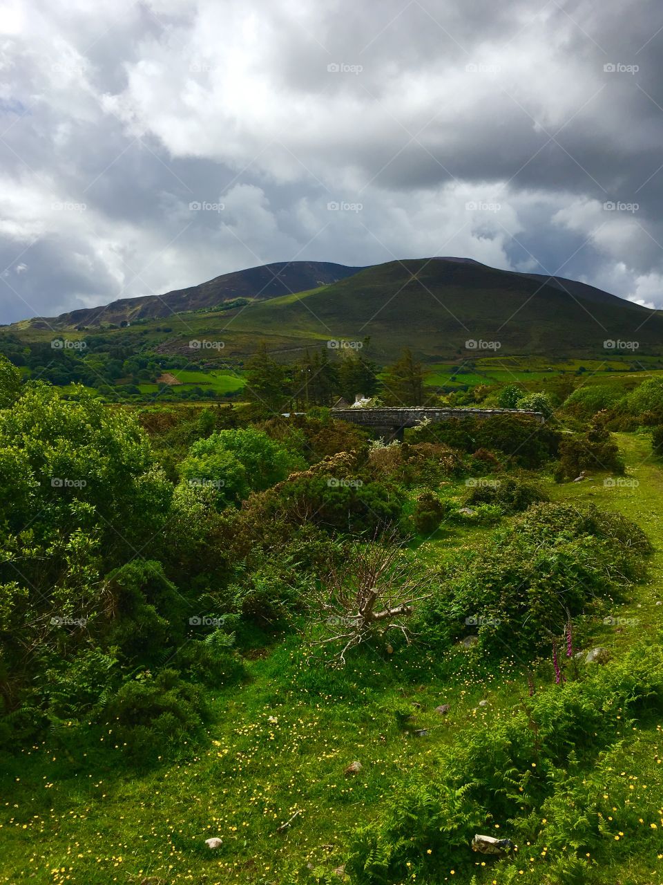 Beautiful greens of Ireland 