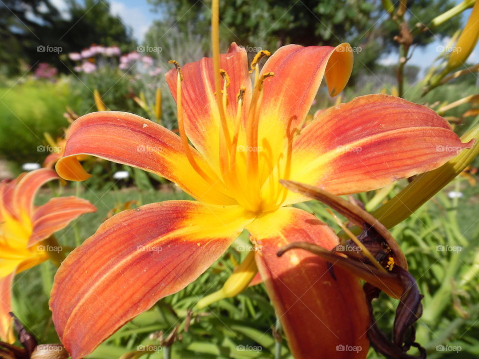 orange and yellow flower