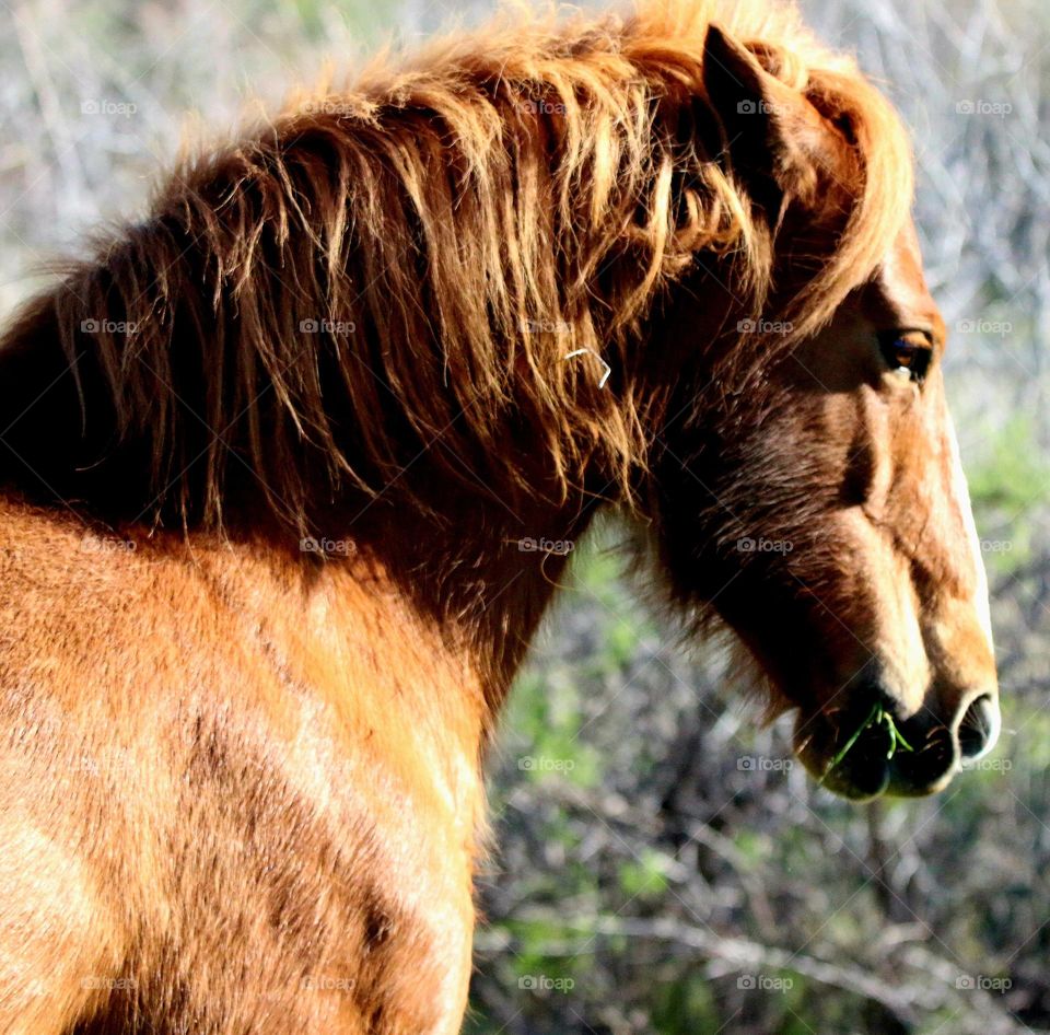 Profile of Beautiful Wild Stallion