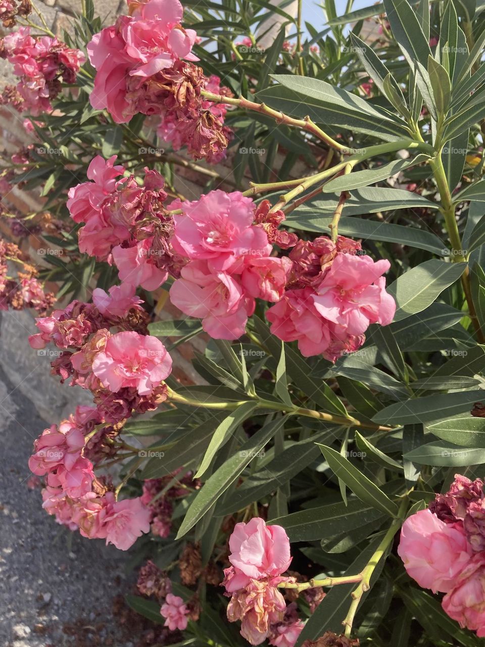 Pink flowers among ruins. Sunny holidays I’m Turkey. Walk in the cute city and charming streets by the beach in Kusadasi. perfect blue sky and ocean view. Beach and the shore. To travel is to live. Gorgeous tall palm trees.