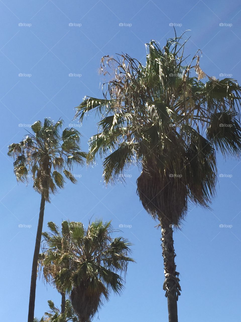 Palm trees . Palm trees Venice Beach