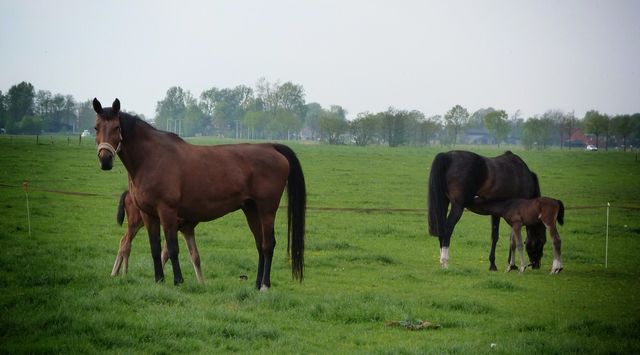 horse