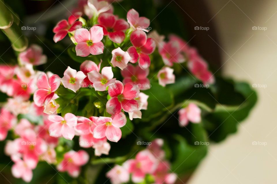 Spring - The charm of a plant with its small pink flowers.