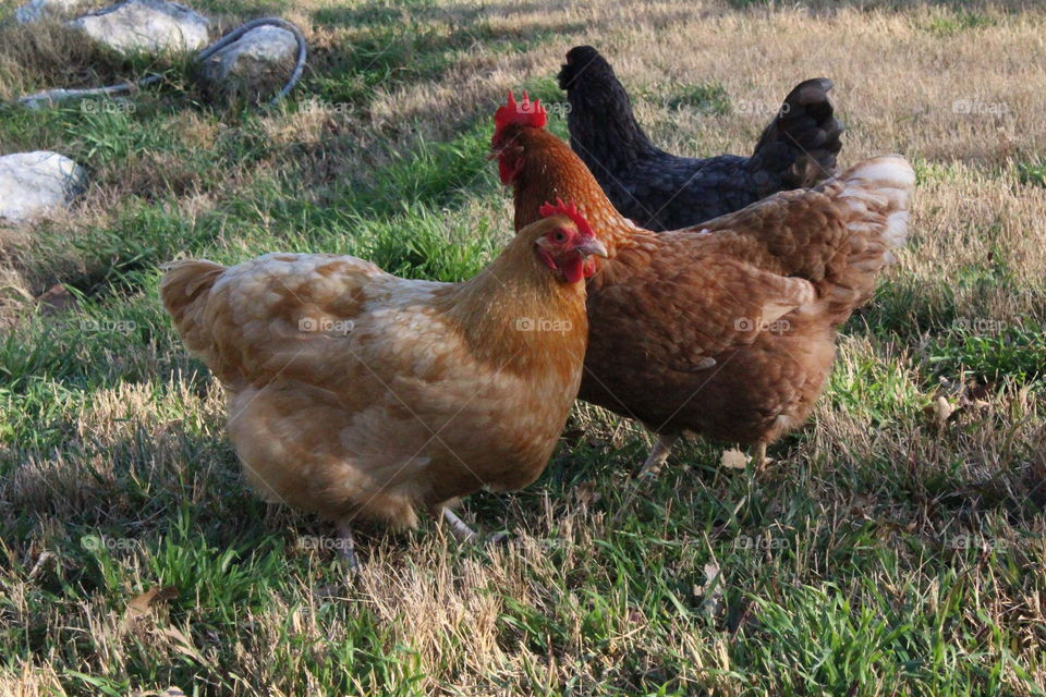 Three hens in grass