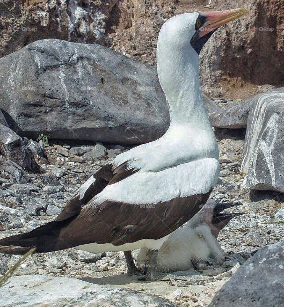 Nasca Booby with baby 