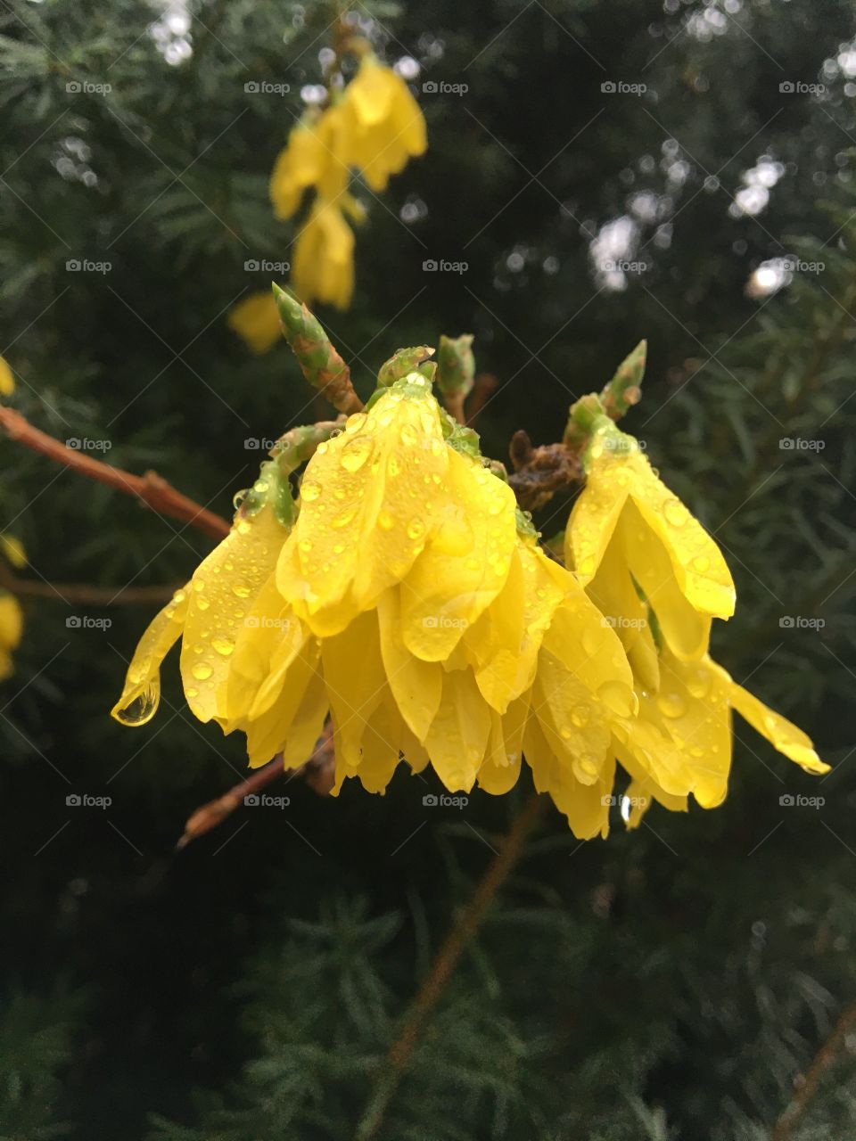 Forsythia in the rain 