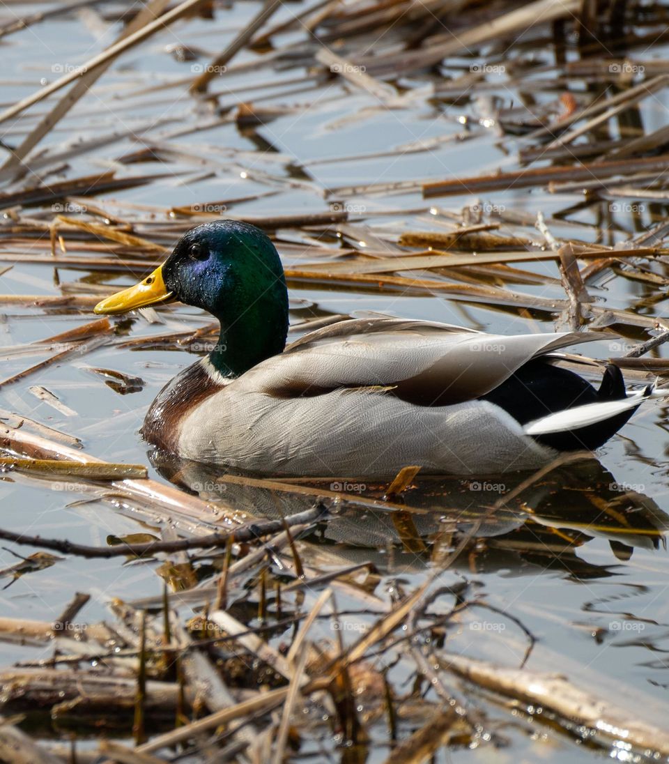 Mallard duck