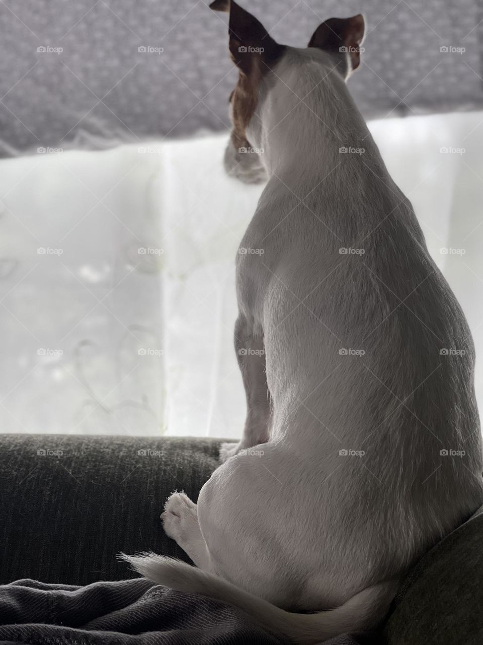 White Jack Russel Terrier looking at the window