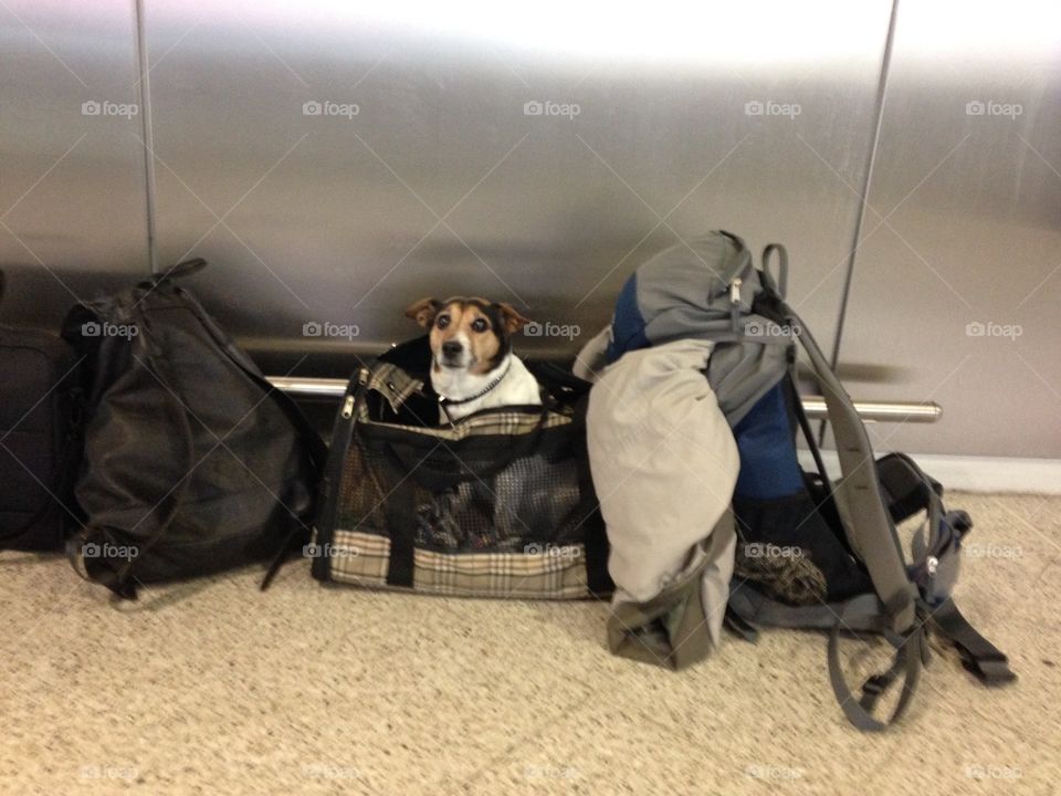 Funny dog sitting paitently in the suitcase