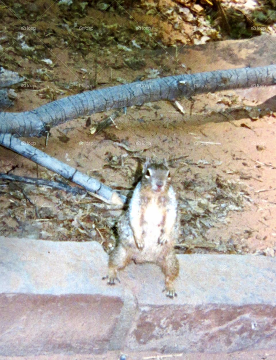 Funny sitting squirrel 