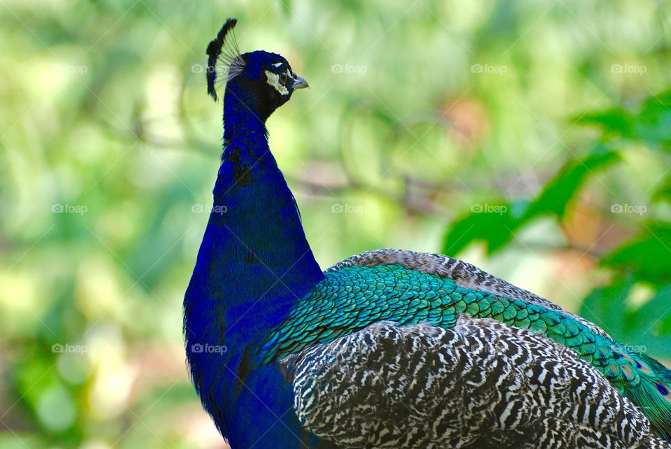 peacock male