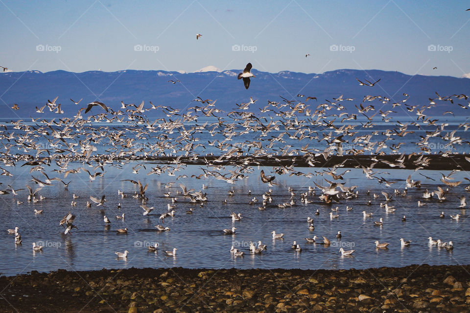 As the tide recedes the birds move to the new shallow waters to forage for the fresh roe caught in the shallow rocks. It’s a good thing the herring are such prolific spawners as they feed a great many other animals. 