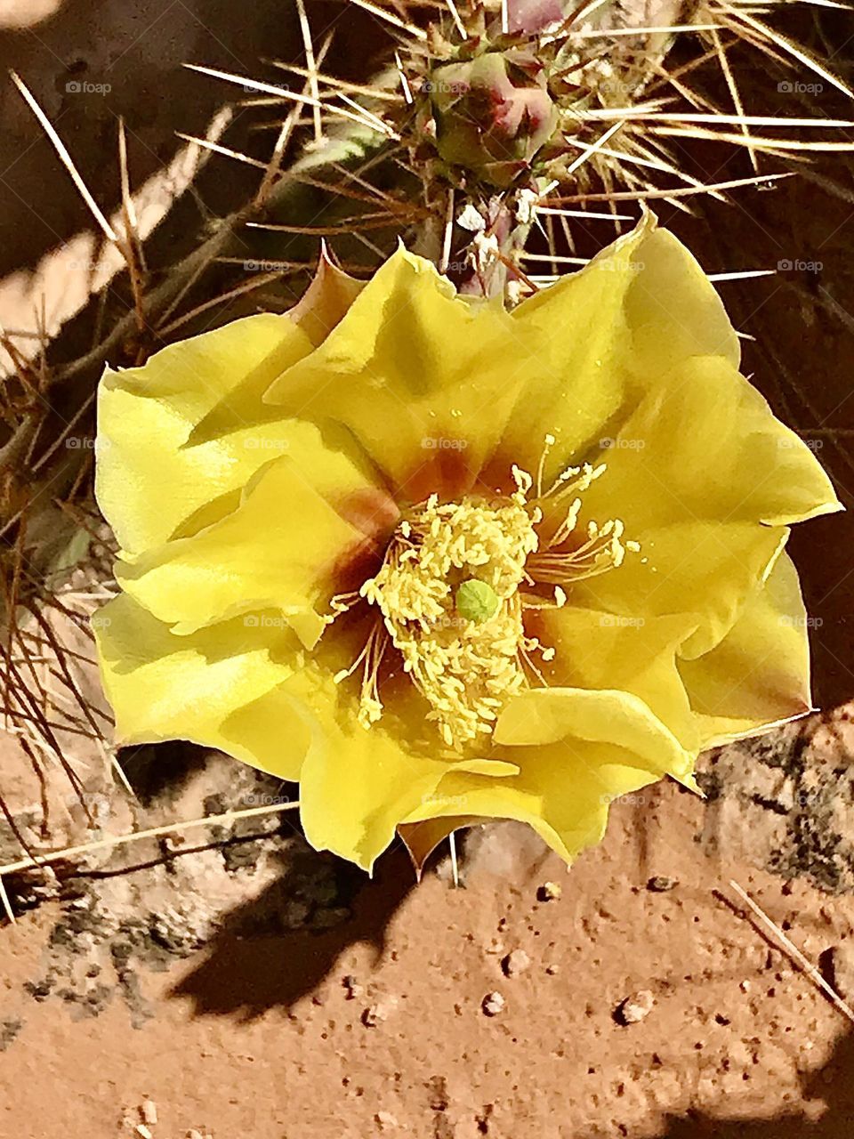 Prickly Pear Cactus Yellow Flower