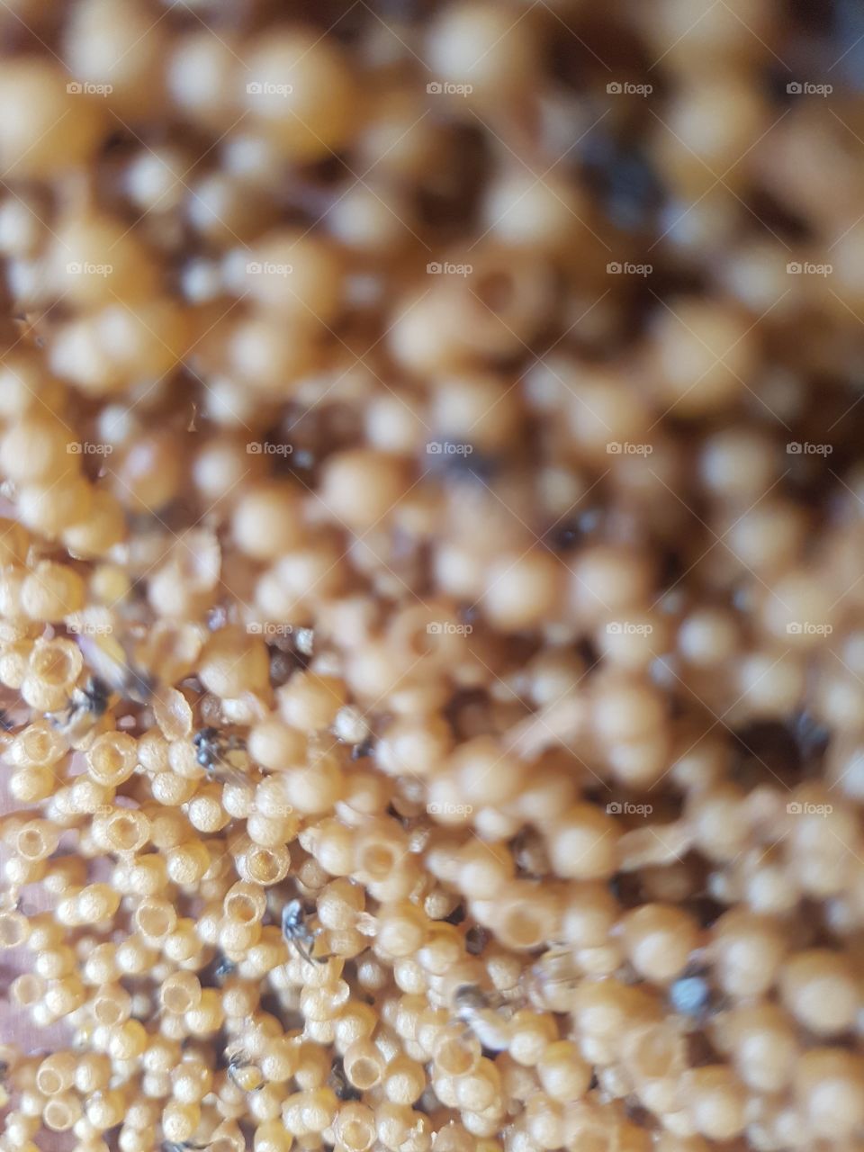 close up of stinglest bee hive with eggs