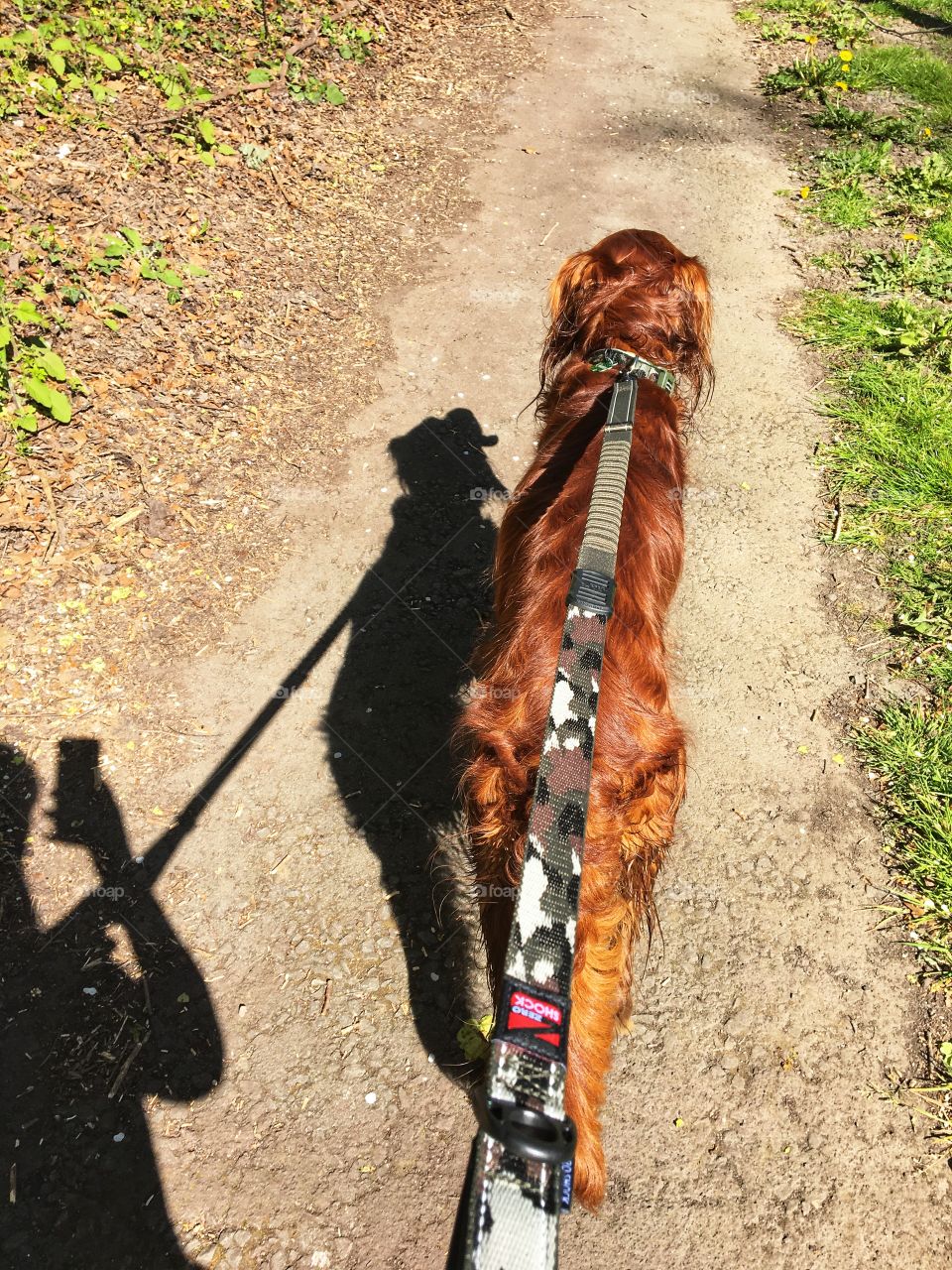 Out walking Quinn during allocated daily exercise .. shadow of me taking a photo with iPhone in one hand and the lead in the other and trying to capture a shadow of Quinn’s panting tongue 🐶