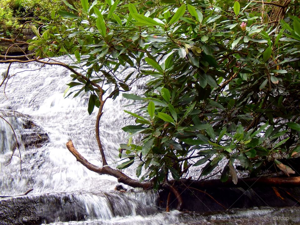 Georgia mountain waterfall behind a mountain Laurel