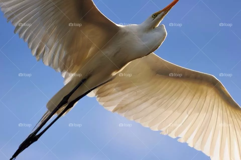 Fly
