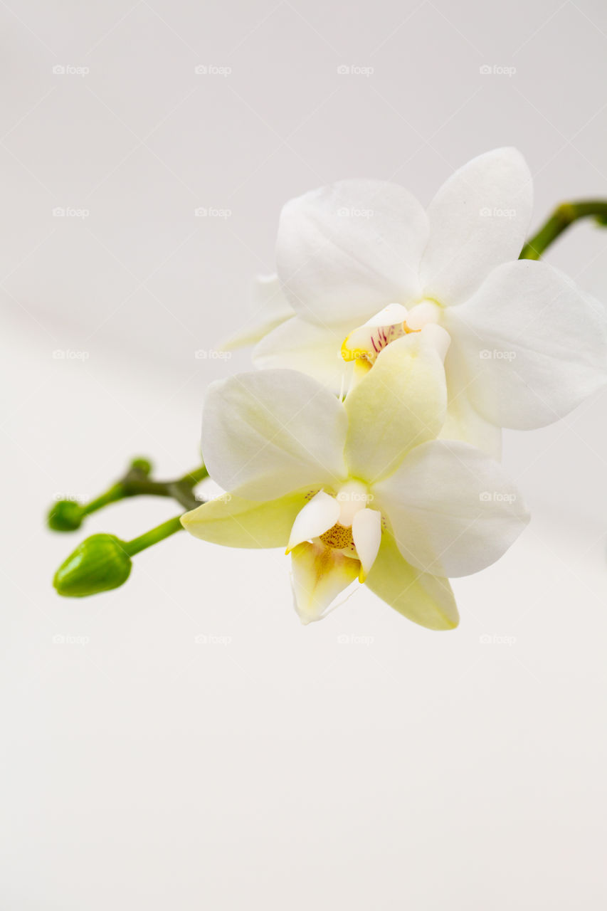 Product flowering and budding orchid flower white on pure white background