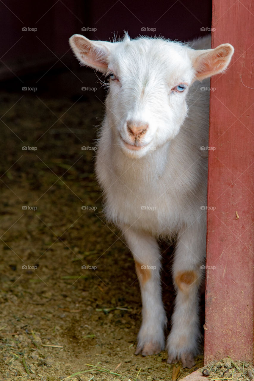 Blue eyed white goat at the barn door
