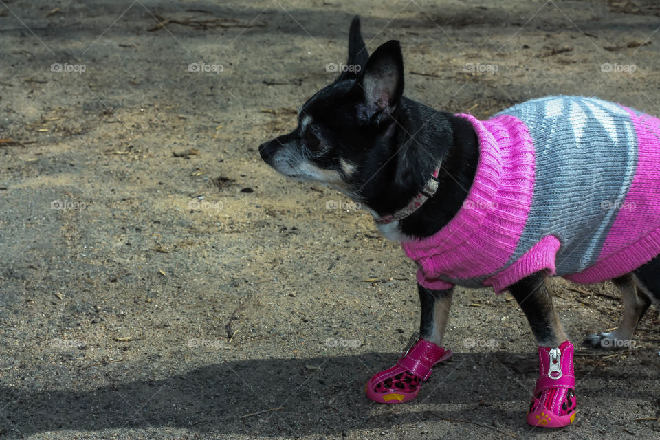 when it's not summer yet, the dog is in sneakers