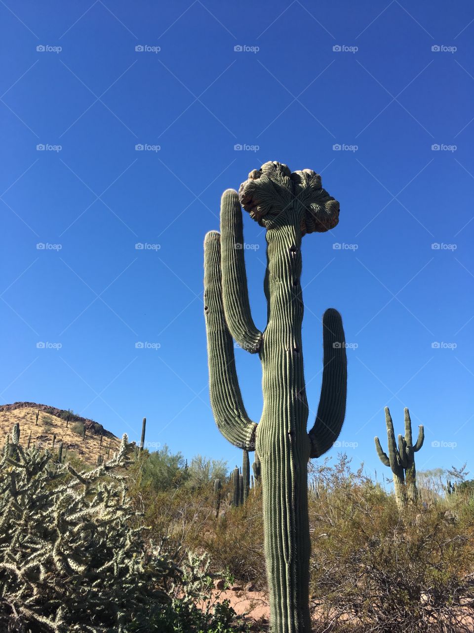 Saguaro 
