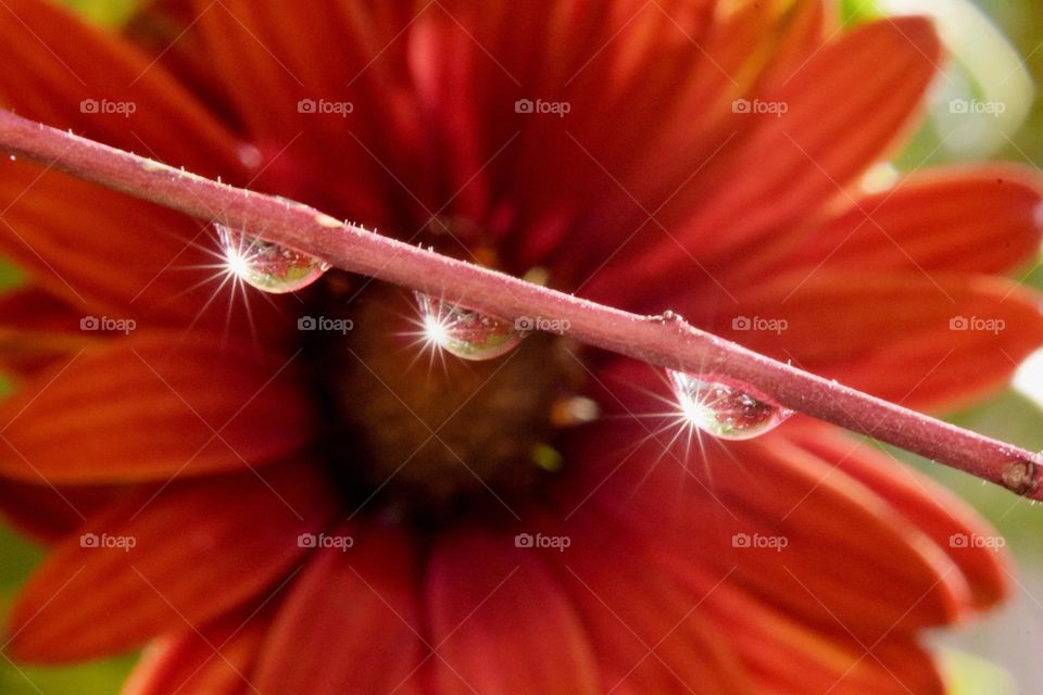 Macro shot of water droplets with visible reflection of sunlight and flower 