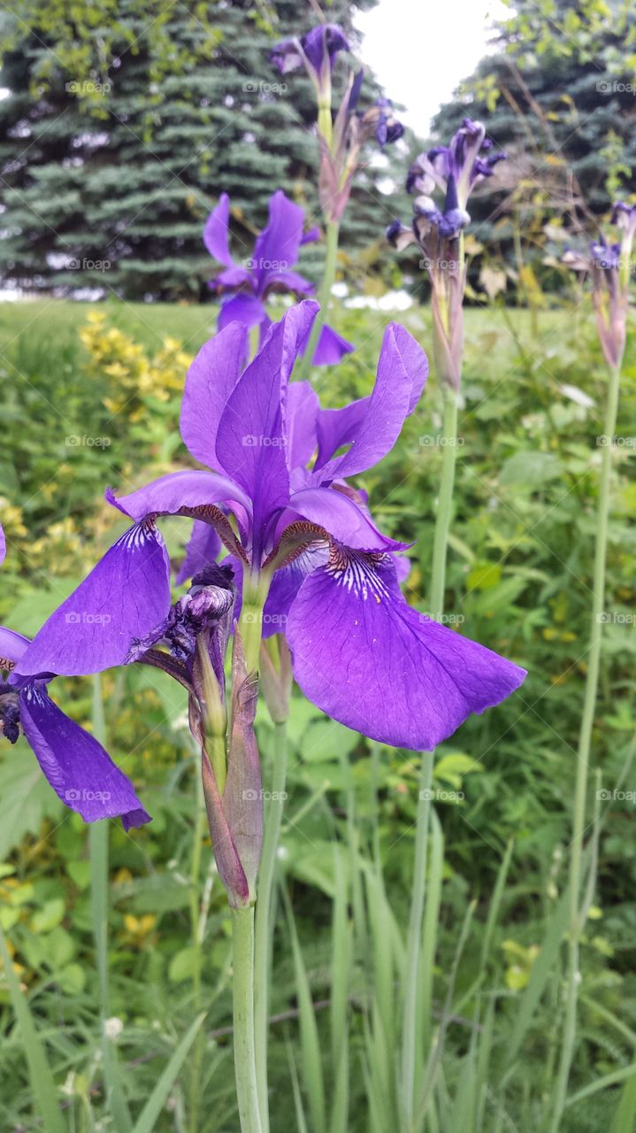 iris. flower garden