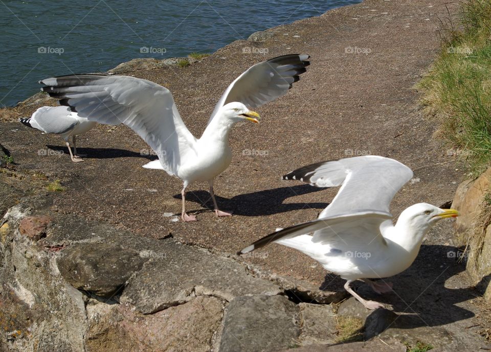 Seagull perching near the lake