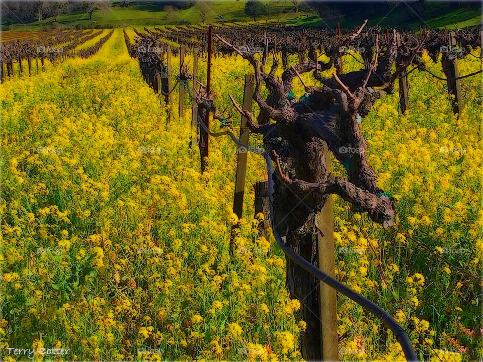 The end of winter in Napa Valley brings in the abundance of “mustard” plants in the vineyards.  The valley floors are covered with this yellow carpet and are quite the contrast with the old gnarled grape vines. 